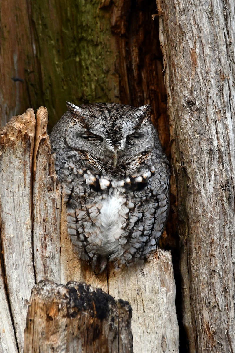 Eastern Screech-Owl - ML560025471