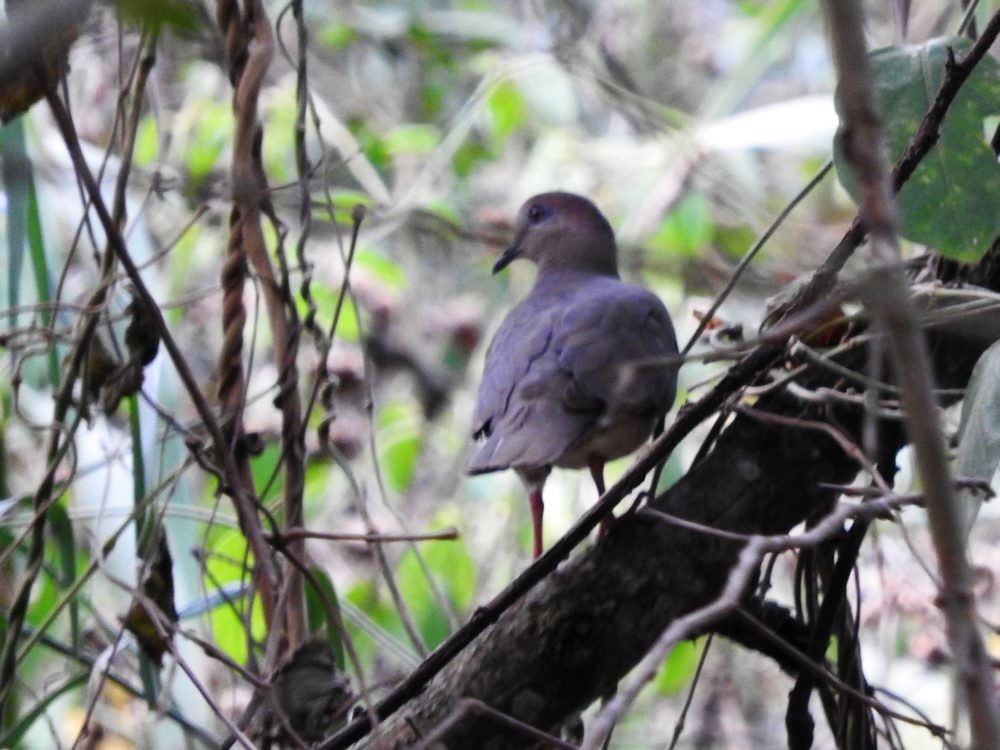 White-tipped Dove - ML560025611