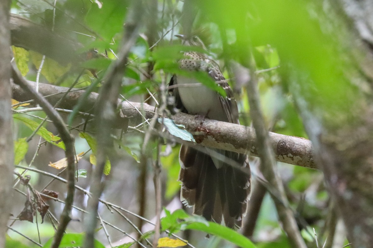 Pheasant Cuckoo - ML560025931