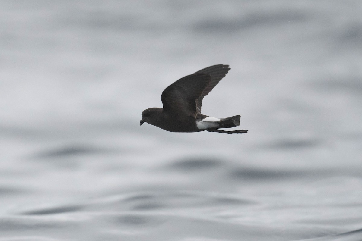 Wilson's Storm-Petrel - Deborah Metters