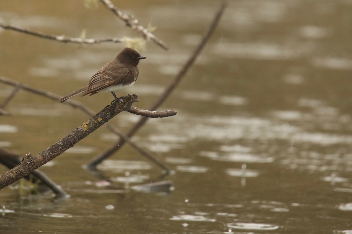 Black Phoebe - ML560027581