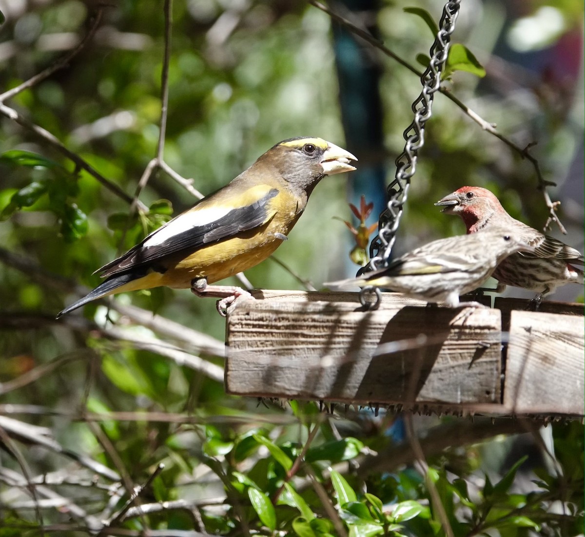 Evening Grosbeak - Dianne Annunziata