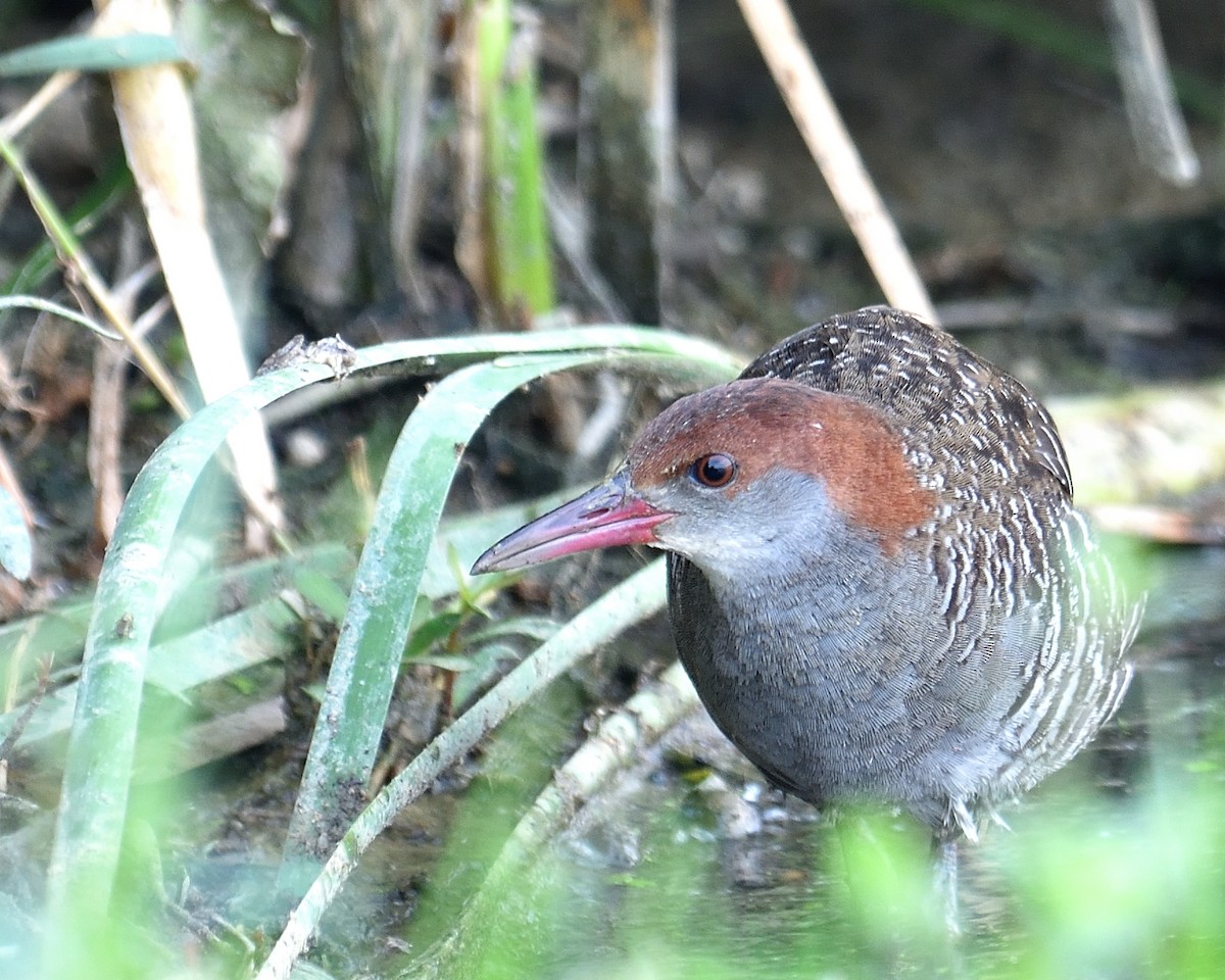 Slaty-breasted Rail - Mallika Rajasekaran