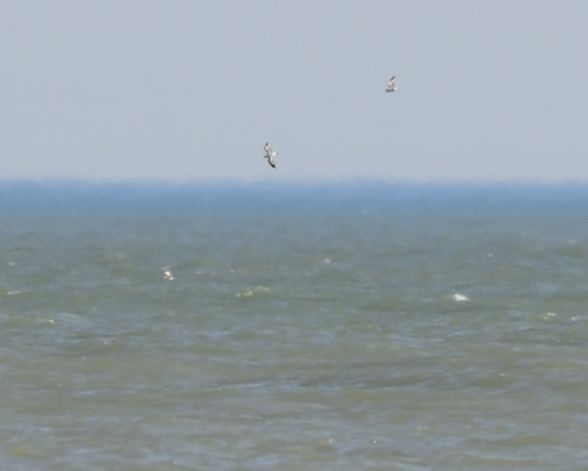 Bonaparte's Gull - Ron Burkert