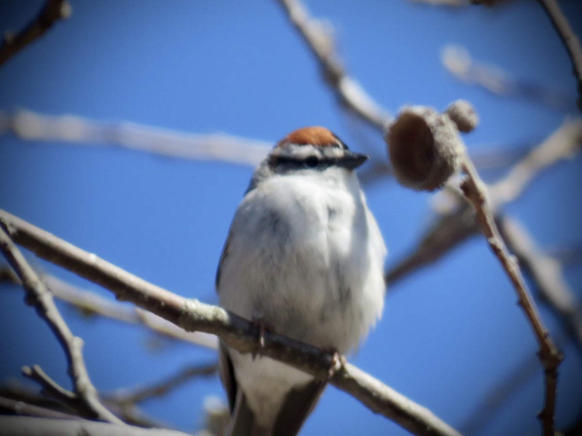 Chipping Sparrow - ML560030321