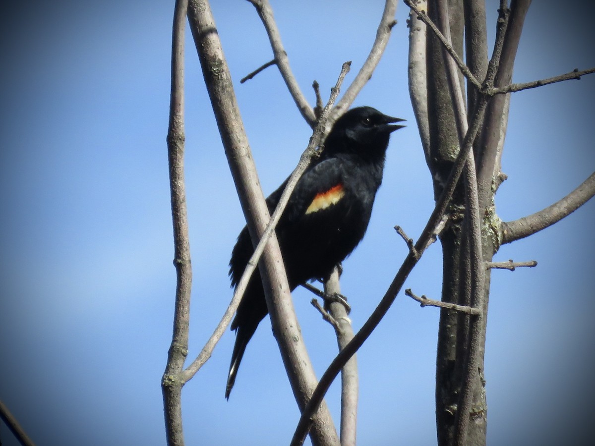 Red-winged Blackbird (Red-winged) - ML560030591