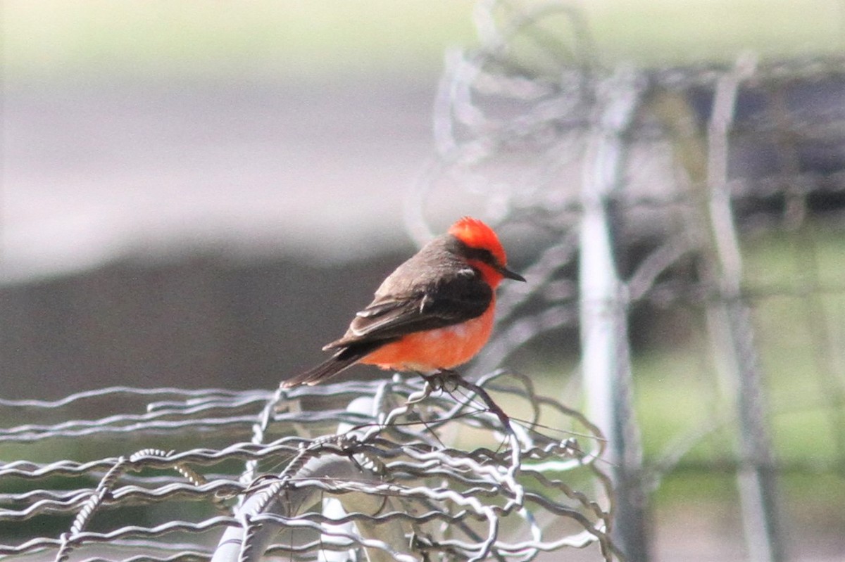Vermilion Flycatcher - ML560032221