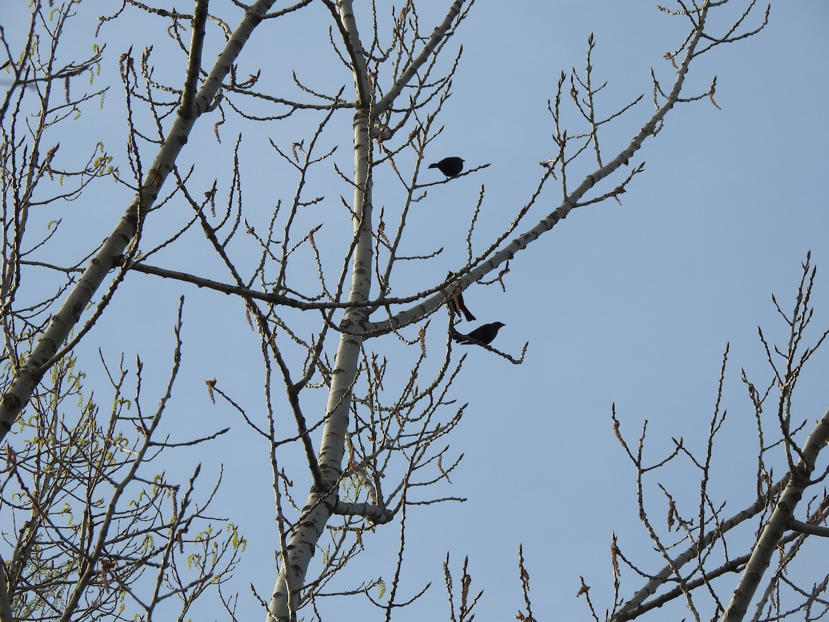 Brown-headed Cowbird - ML560032821