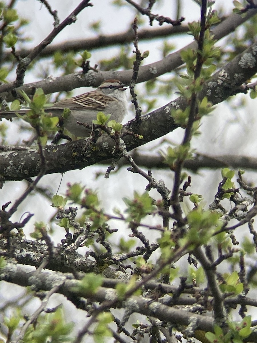 Chipping Sparrow - ML560033361