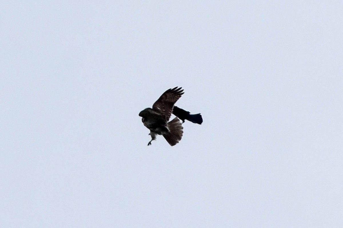 Red-tailed Hawk - ML560036011