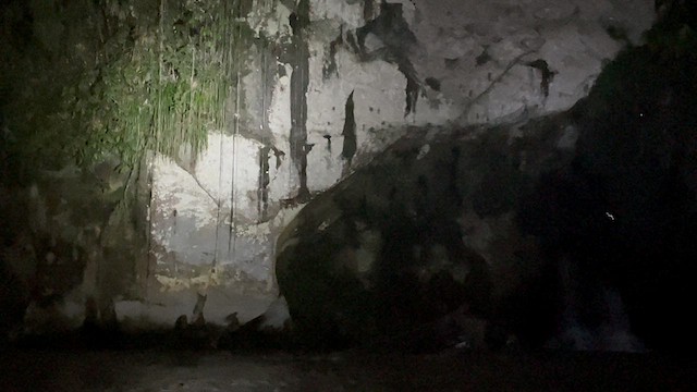 Guacharo des cavernes - ML560036441