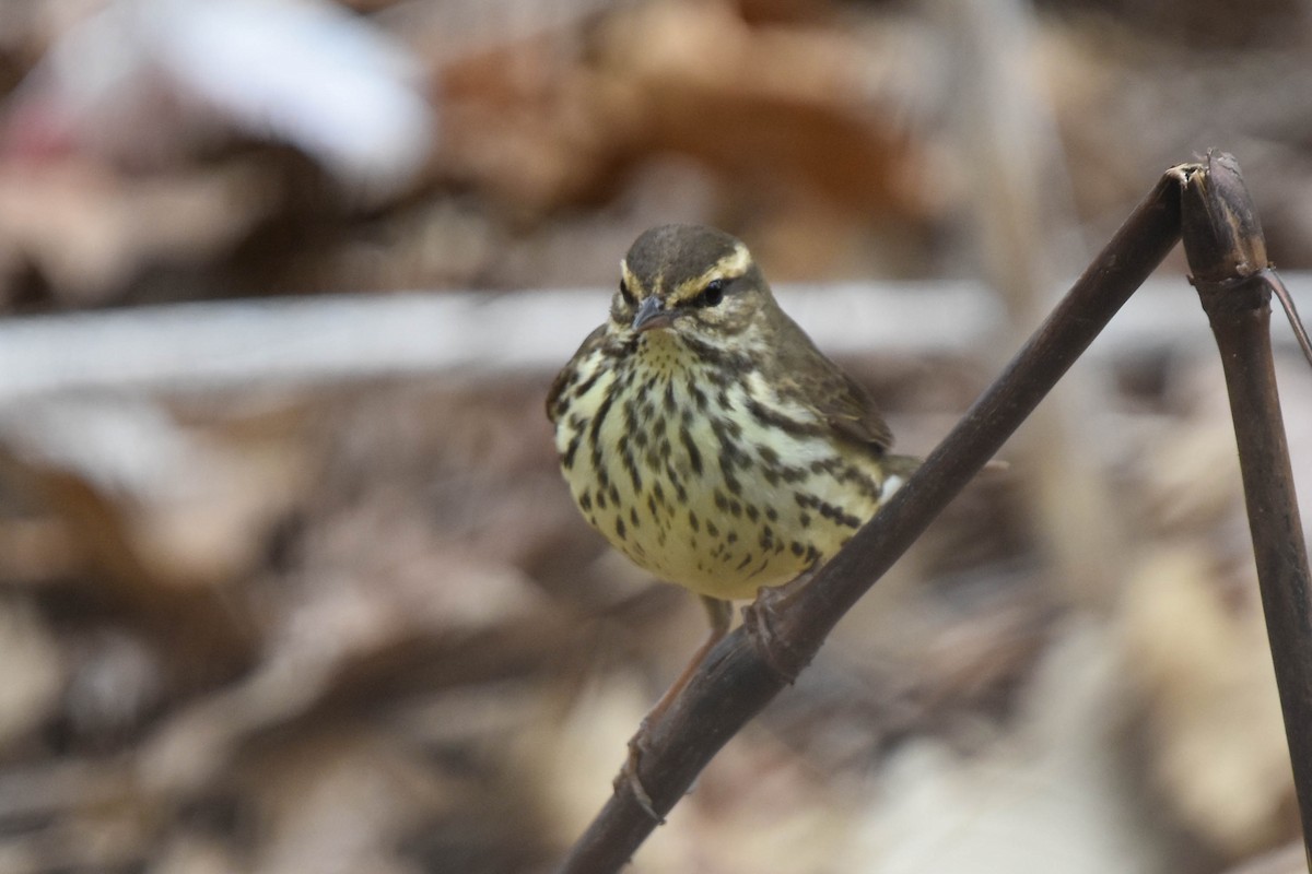 Northern Waterthrush - ML560037521