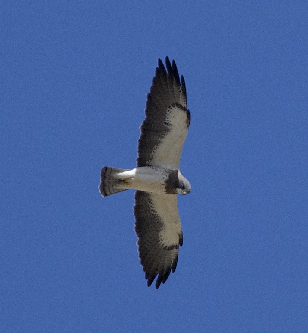 Swainson's Hawk - Tim DeJonghe