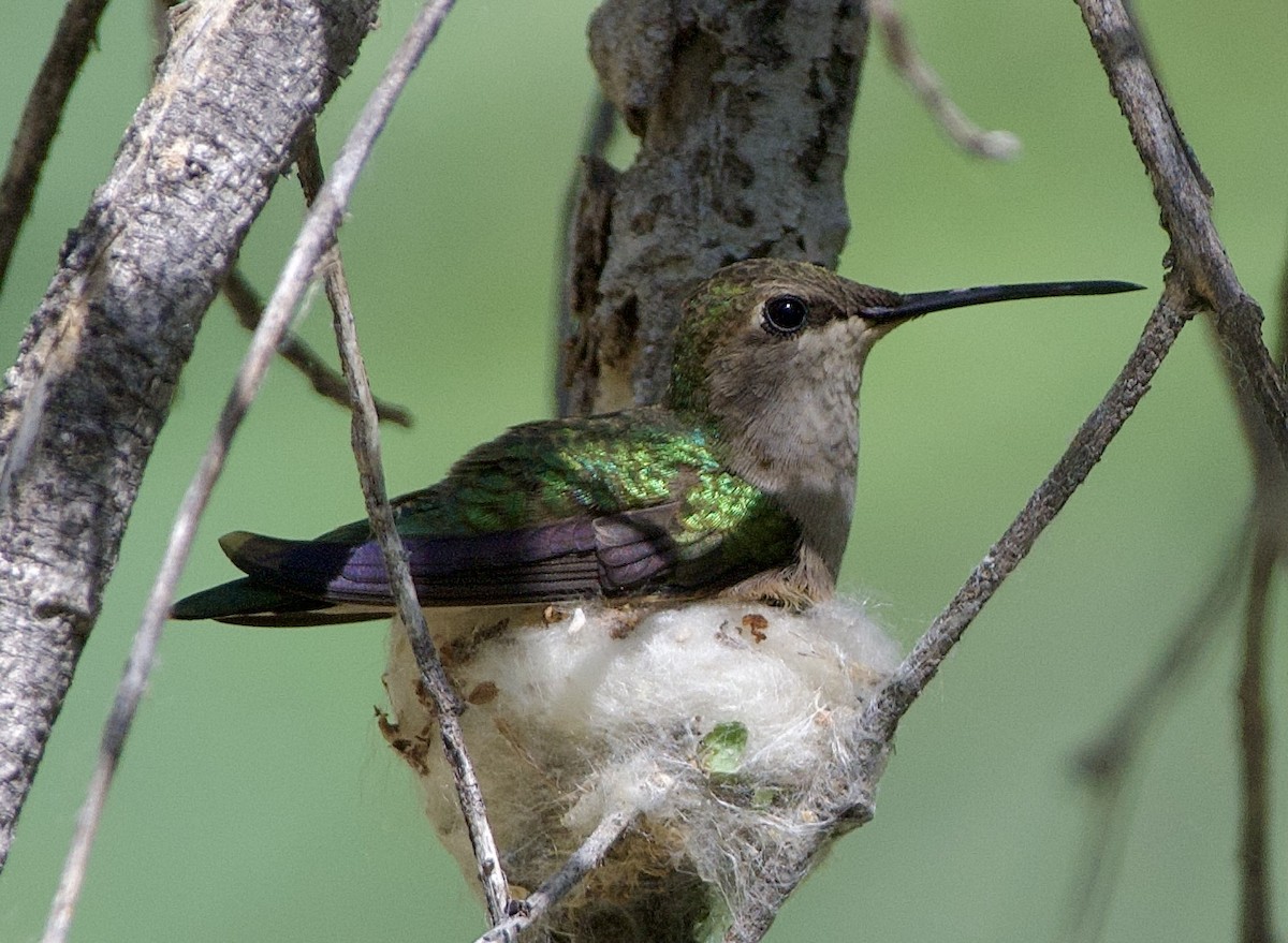 Colibri à gorge noire - ML560039261