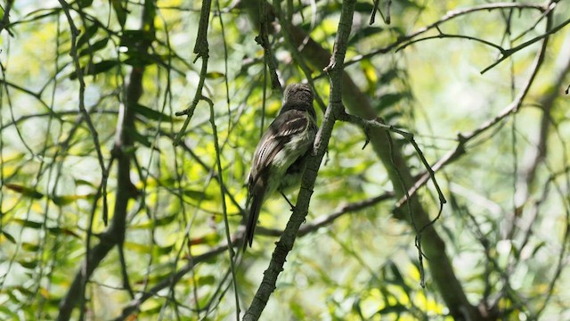 Hammond's/Dusky Flycatcher - ML560040661