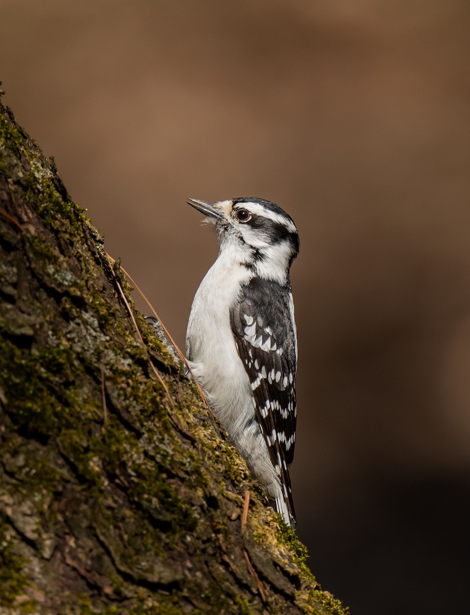 Downy Woodpecker - ML560041041