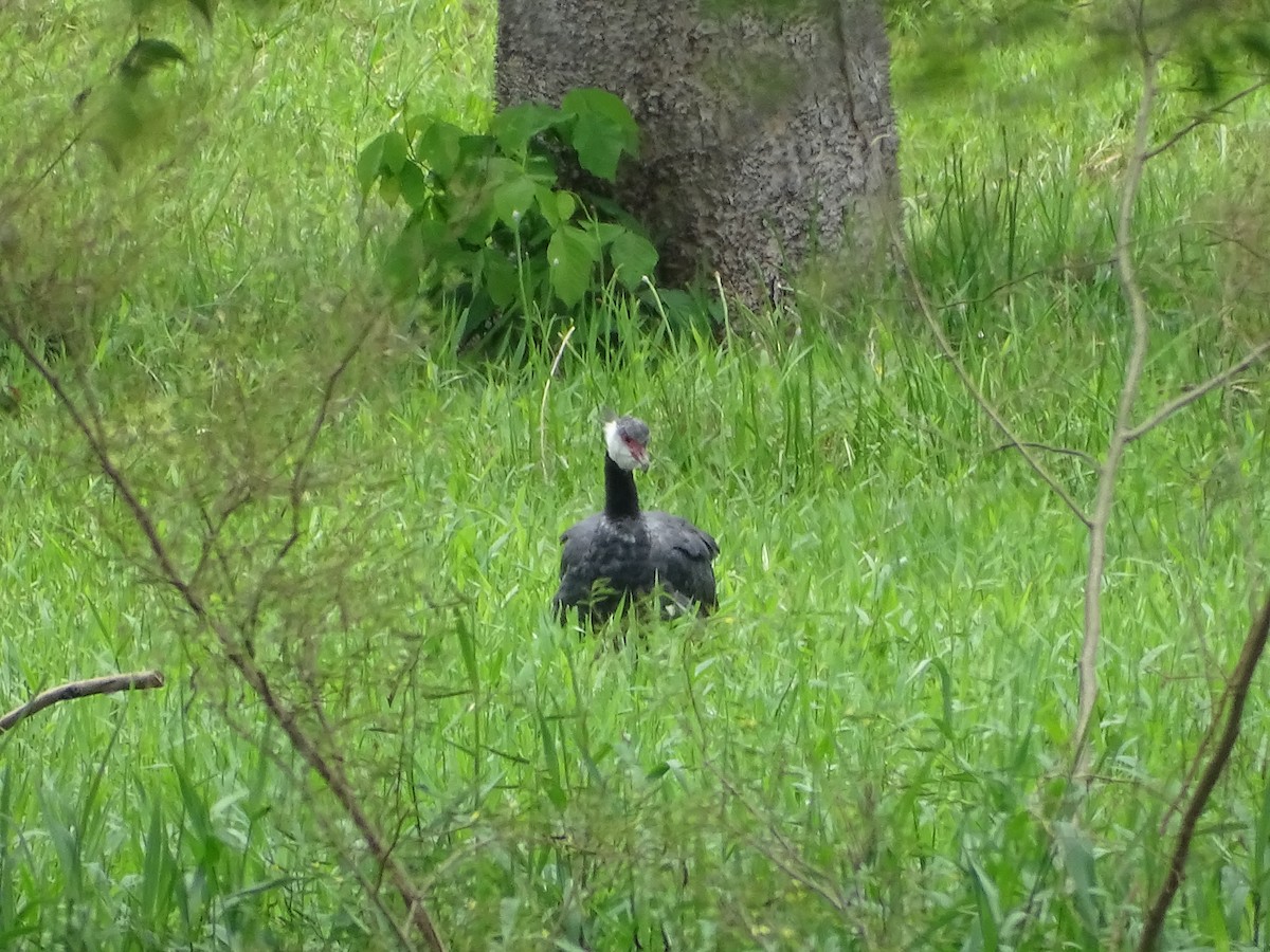 Weißwangen-Wehrvogel - ML560041091