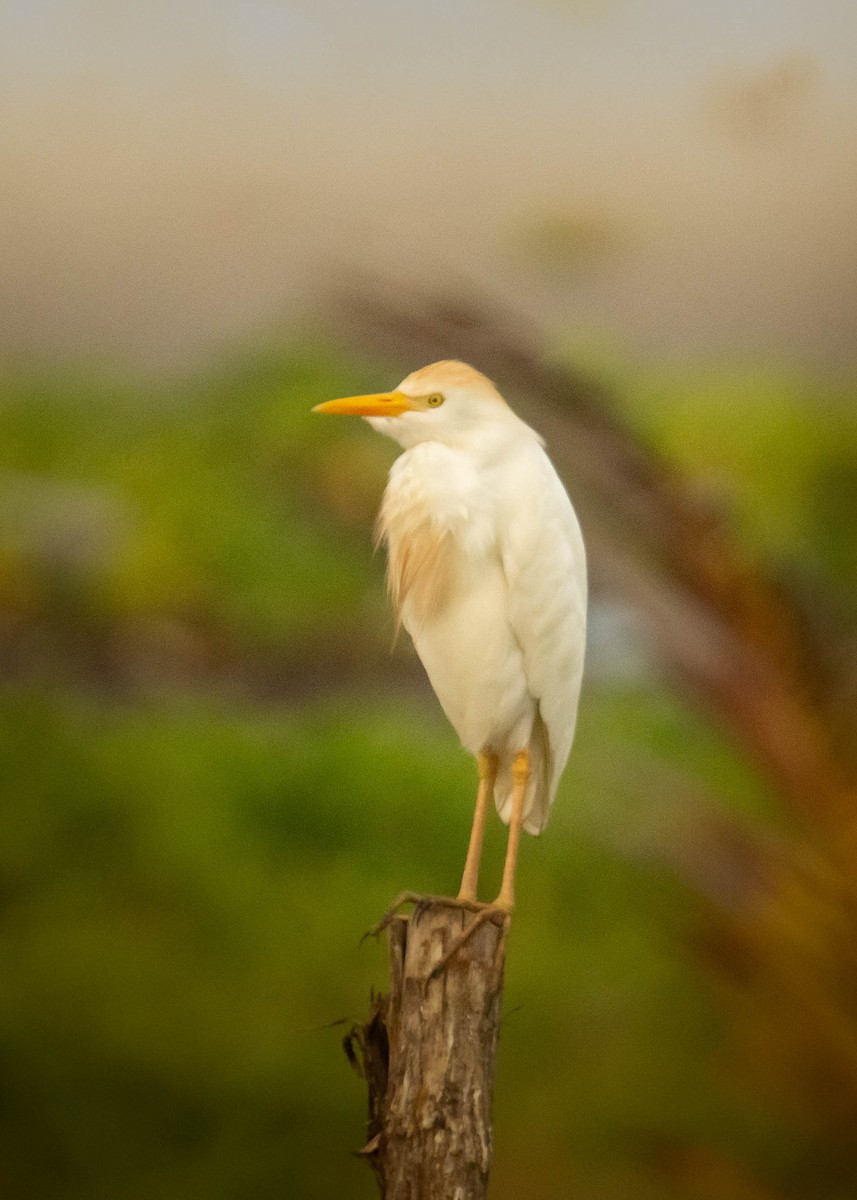 Airone guardabuoi - ML560041731