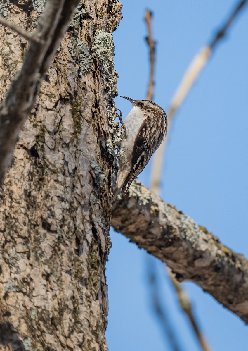 Brown Creeper - ML560041781