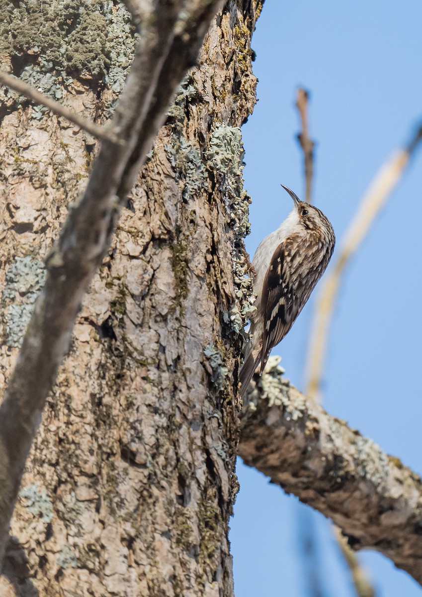 Brown Creeper - ML560041791