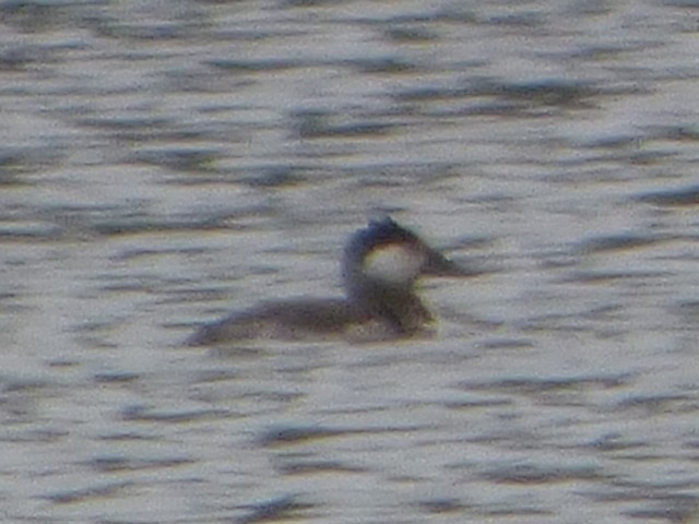 Ruddy Duck - ML560042021
