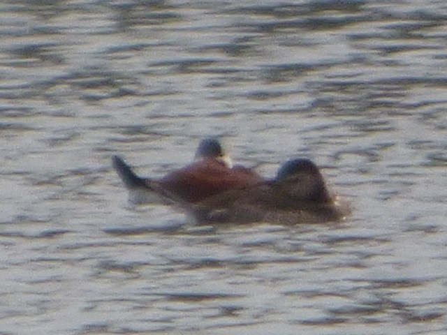 Ruddy Duck - ML560042121