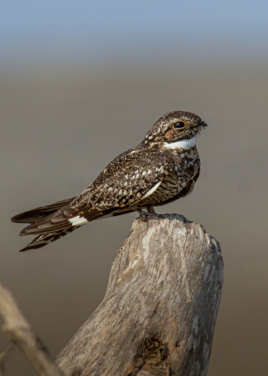 Lesser Nighthawk - ML560042951