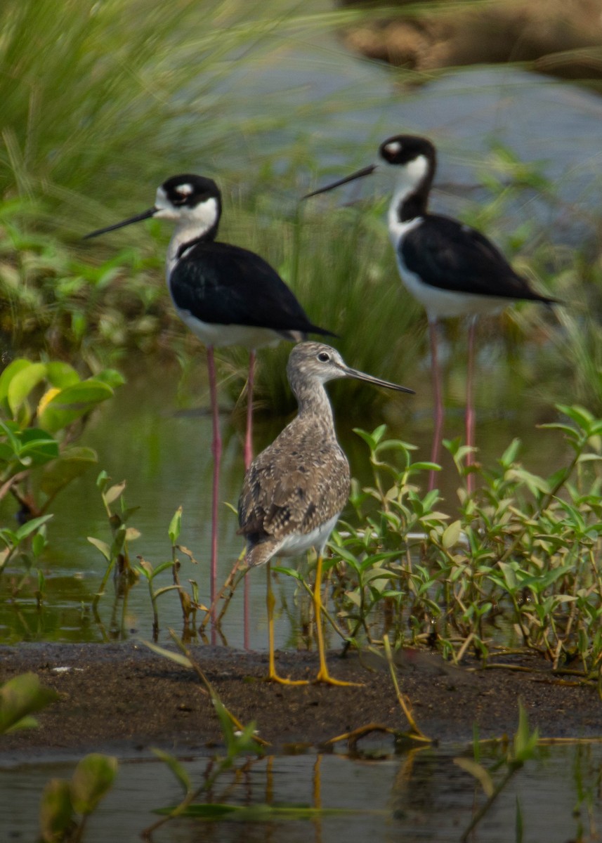 Greater Yellowlegs - ML560043081