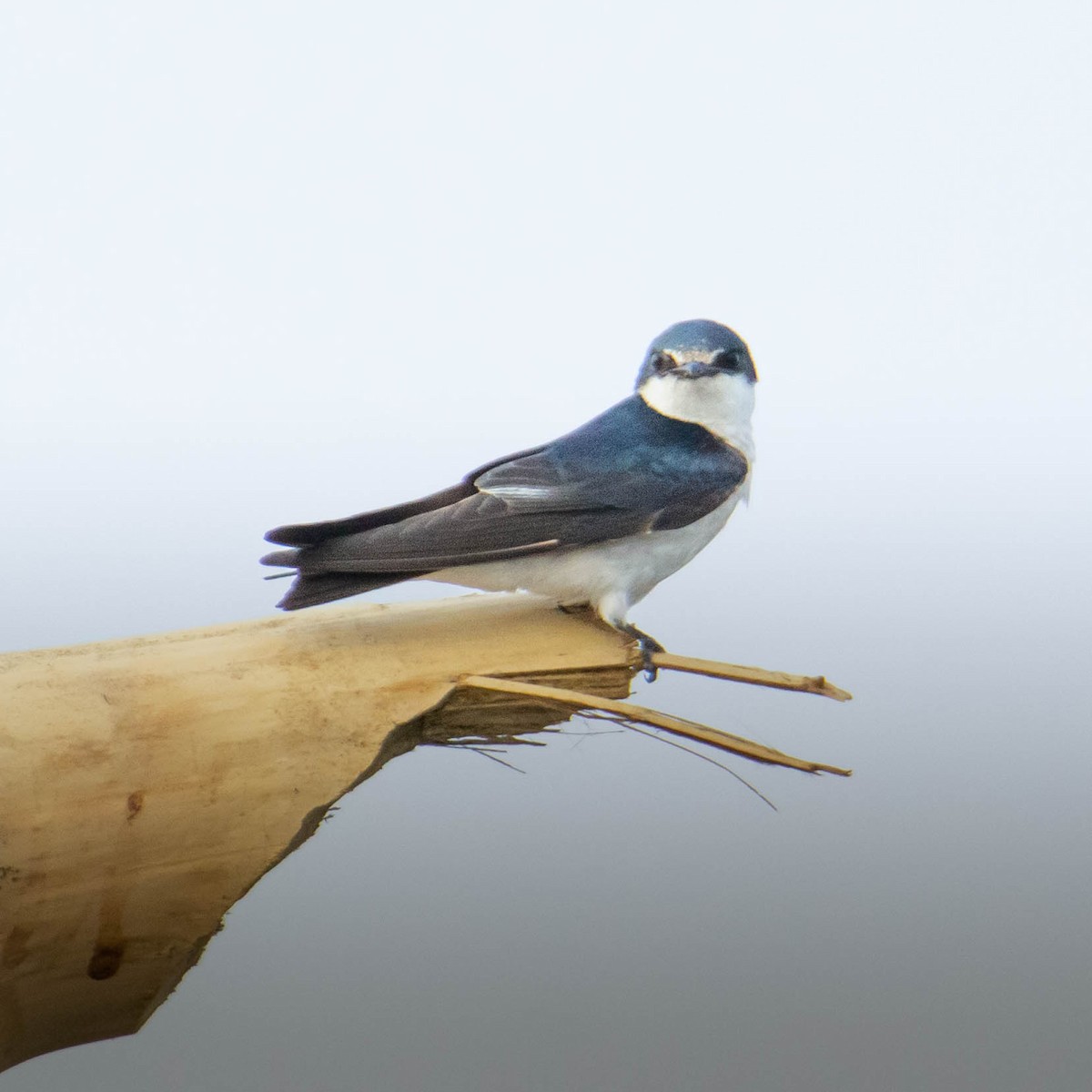 Mangrove Swallow - ML560045081