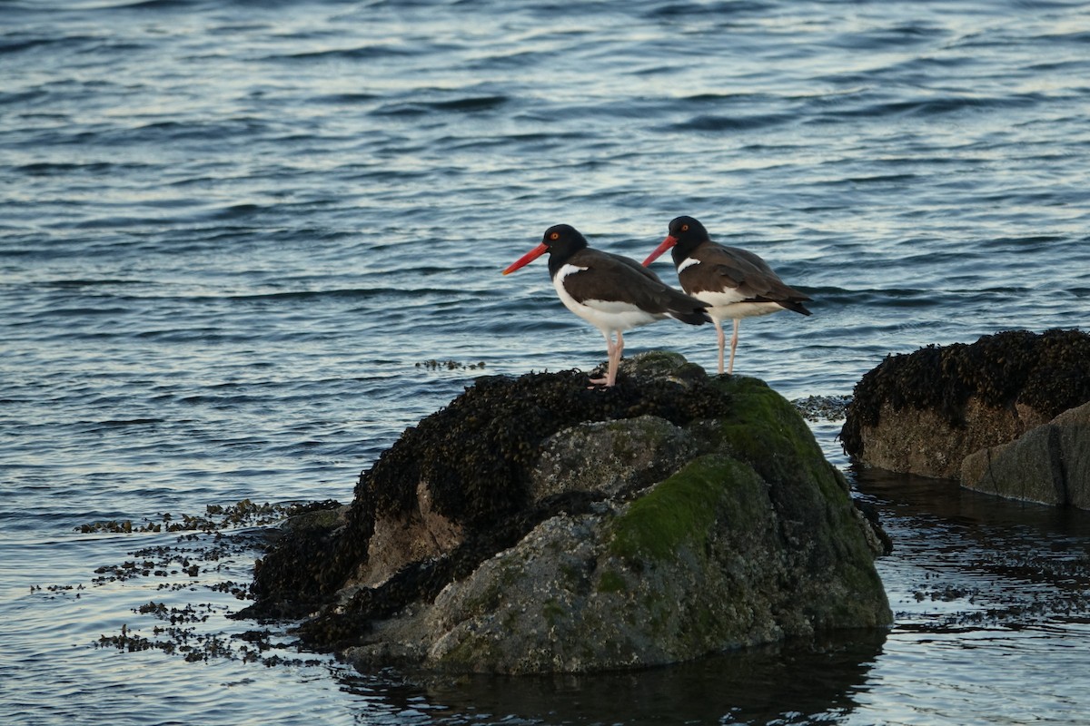 American Oystercatcher - ML560046051