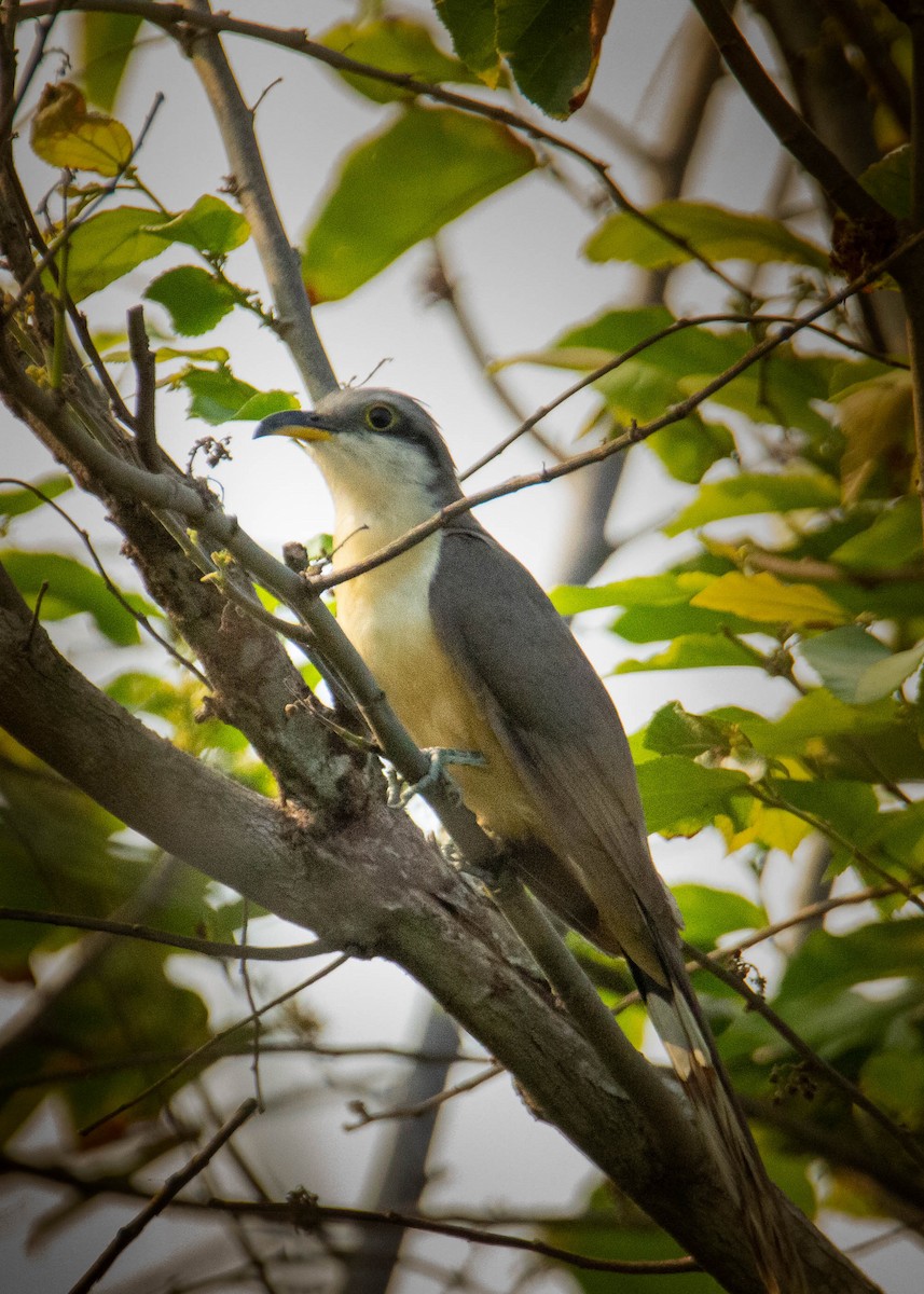 Mangrove Cuckoo - ML560046121