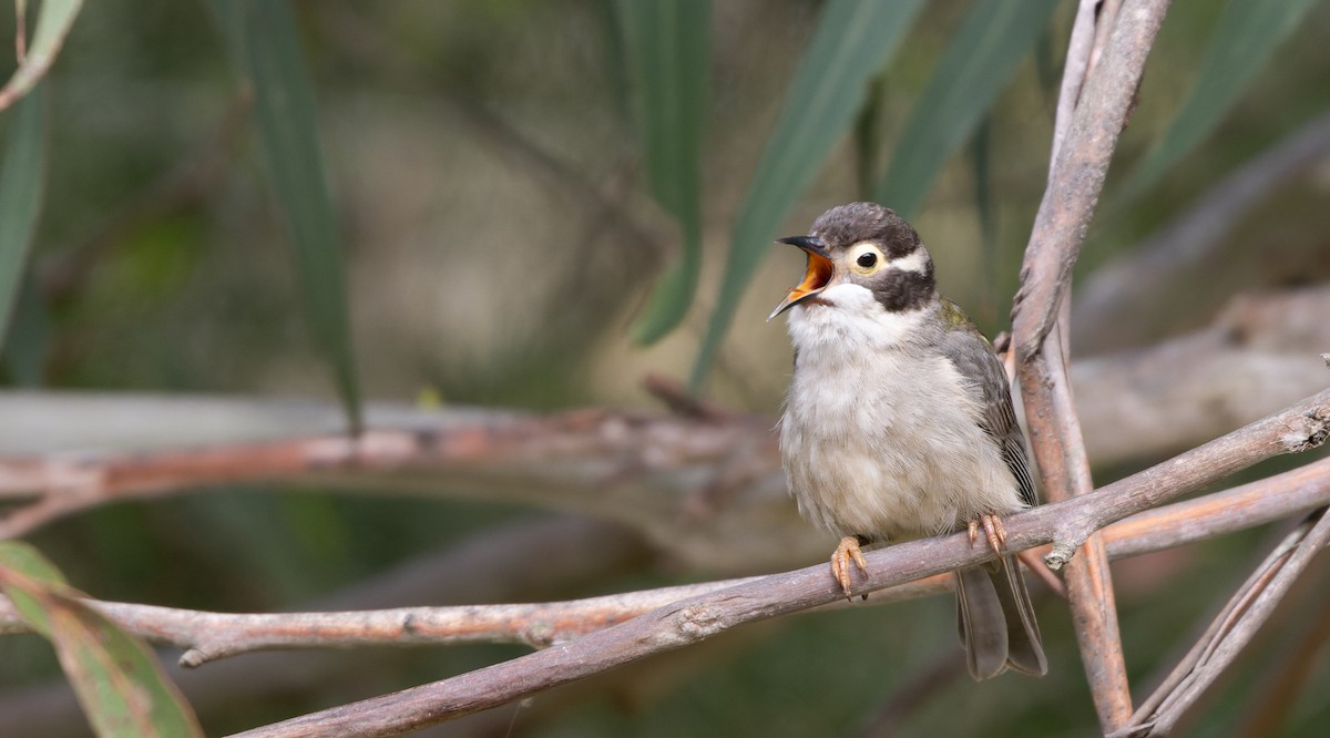 Brown-headed Honeyeater - Luke Seitz