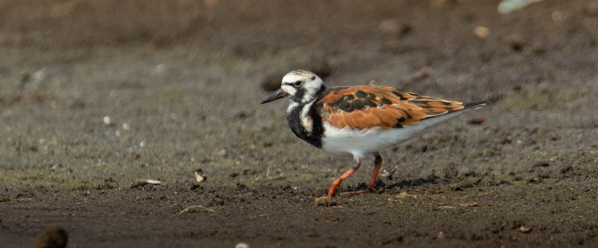 Voltapietre - ML560046271