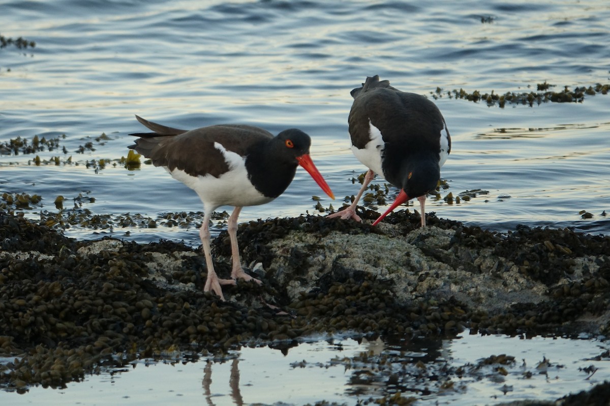 American Oystercatcher - ML560046301