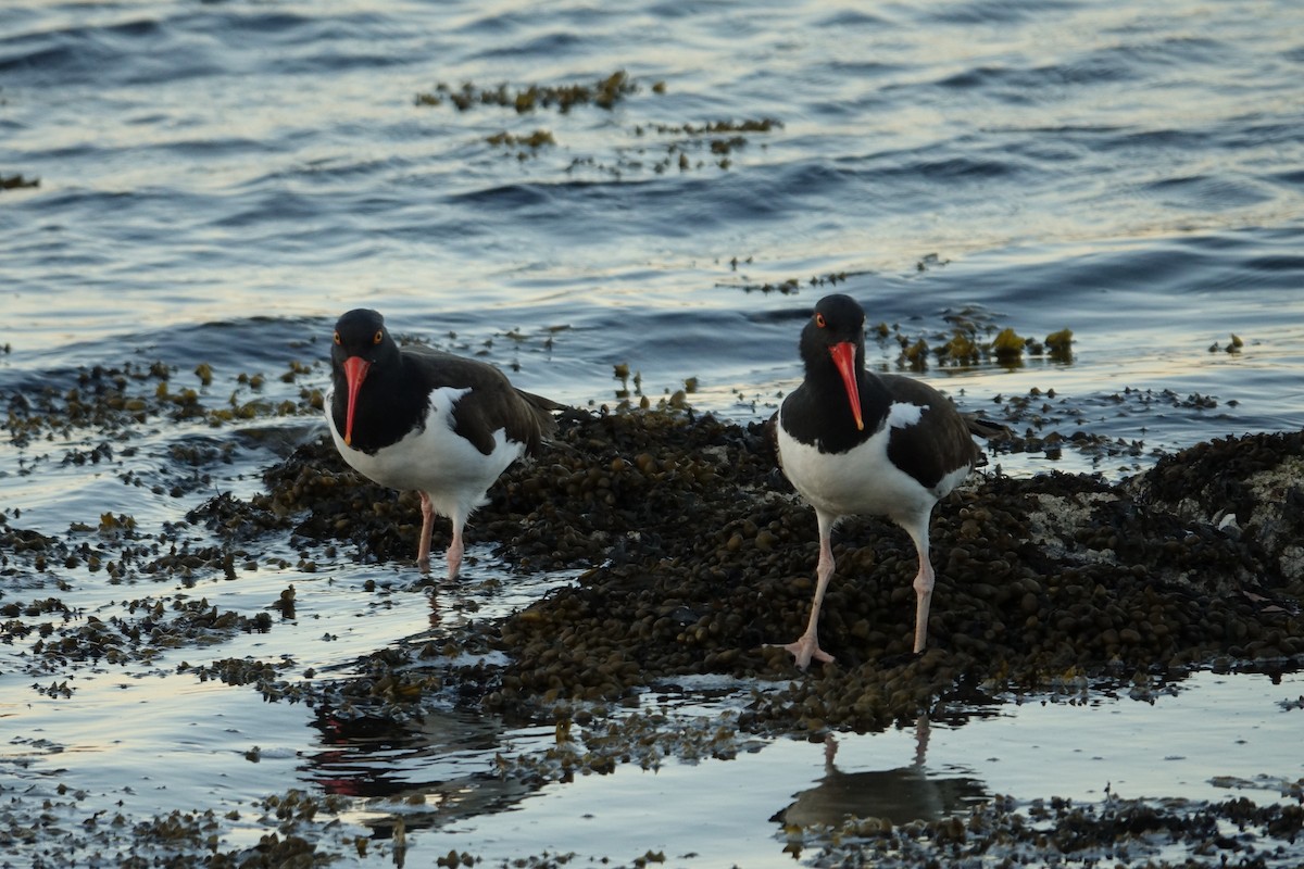 American Oystercatcher - ML560046351