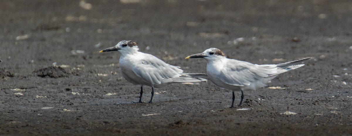 Sandwich Tern - Marlon Calderon