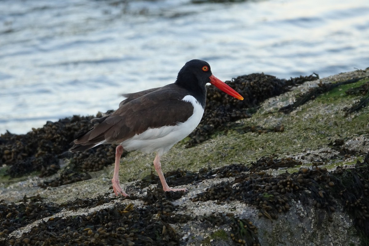 American Oystercatcher - ML560046421