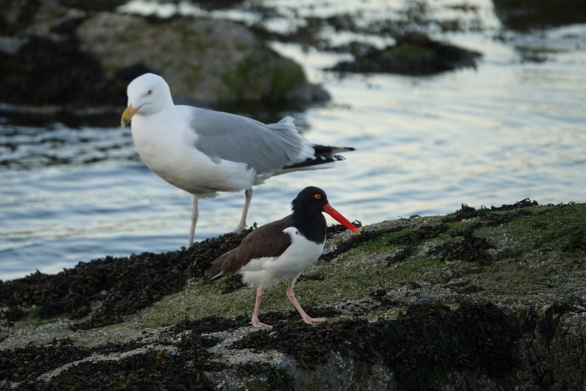 American Oystercatcher - ML560046491