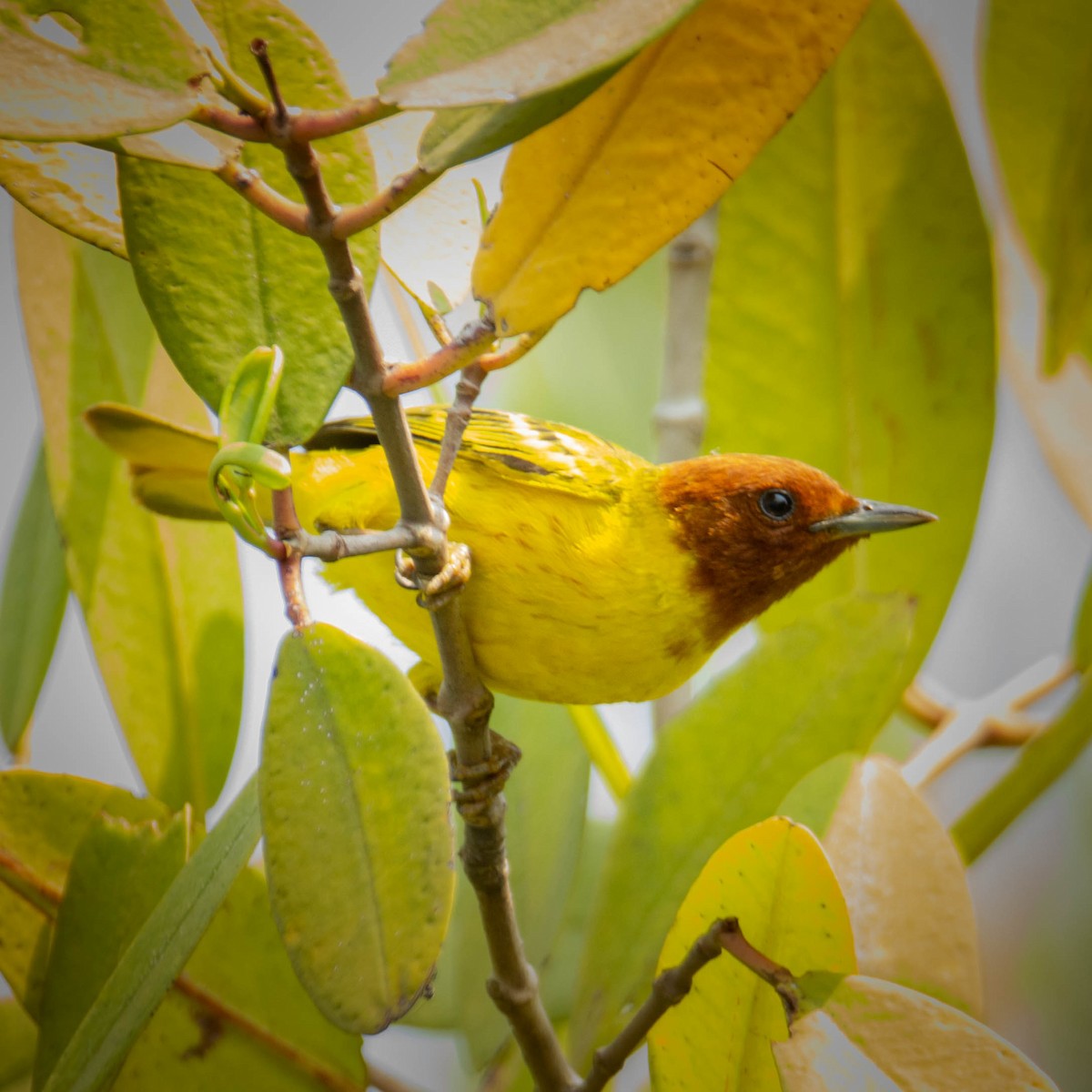 Yellow Warbler (Mangrove) - Marlon Calderon
