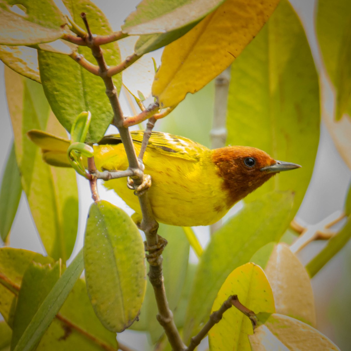 Goldwaldsänger [erithachorides-Gruppe] - ML560047051