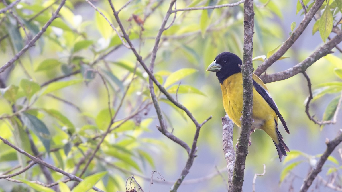 Hooded Grosbeak - ML560047731