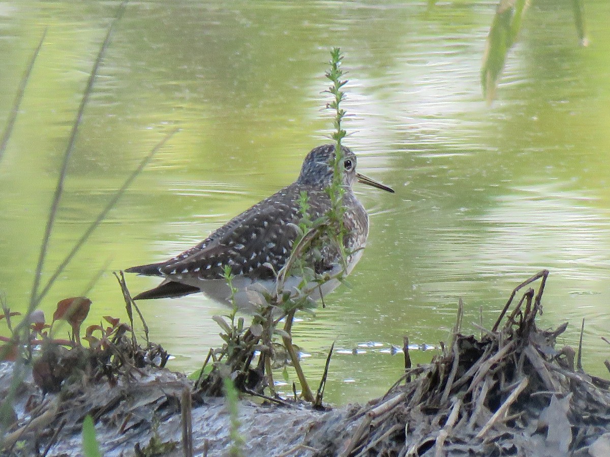 Solitary Sandpiper - ML560050081