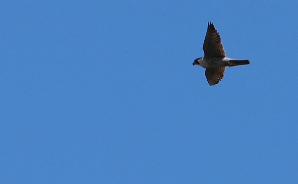 Peregrine Falcon - ML560050201