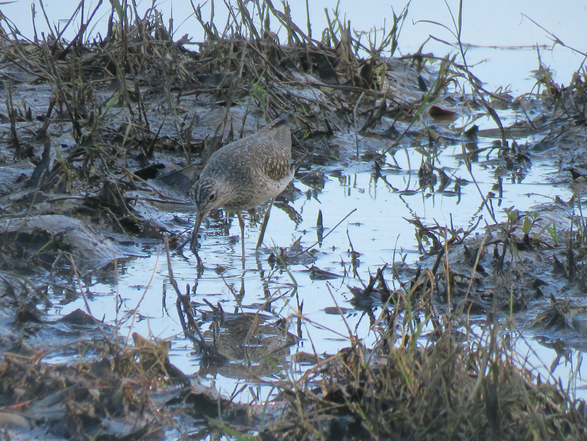 Solitary Sandpiper - ML560050281