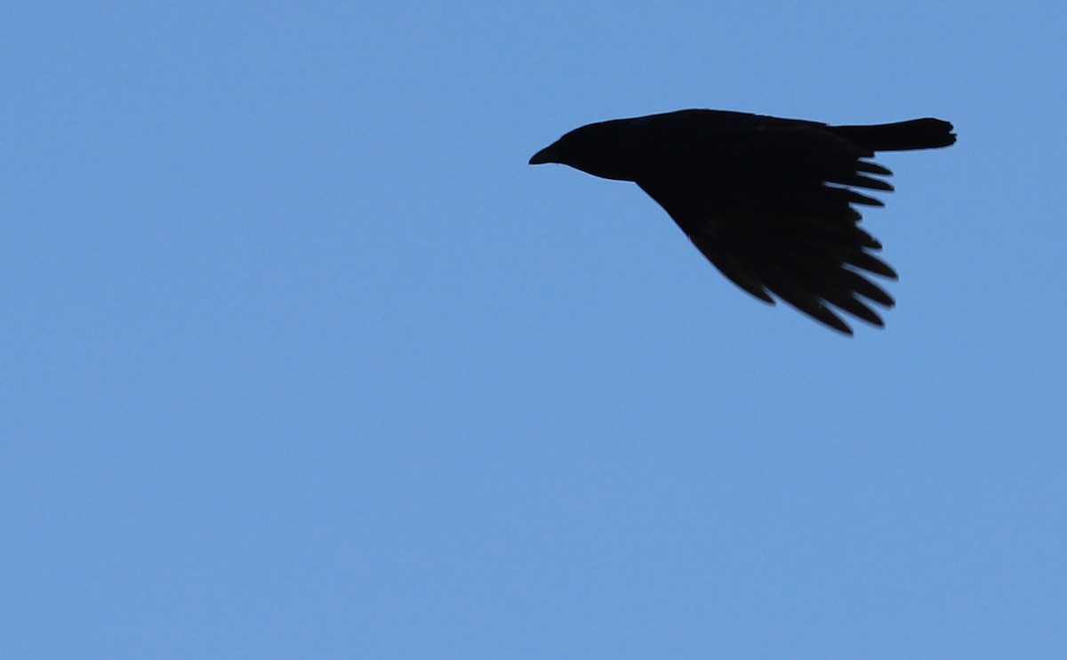 Fish Crow - ML560050371