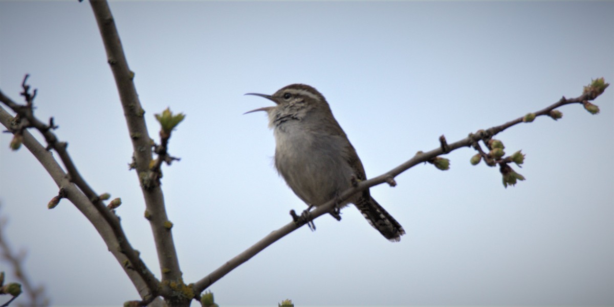 Bewick's Wren - Walter Thorne