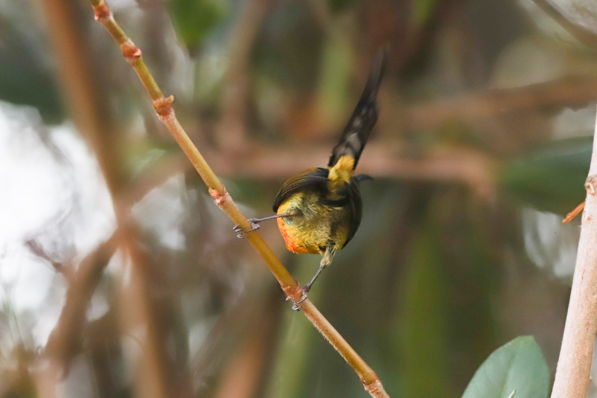 Green-tailed Sunbird (Doi Inthanon) - ML560051831