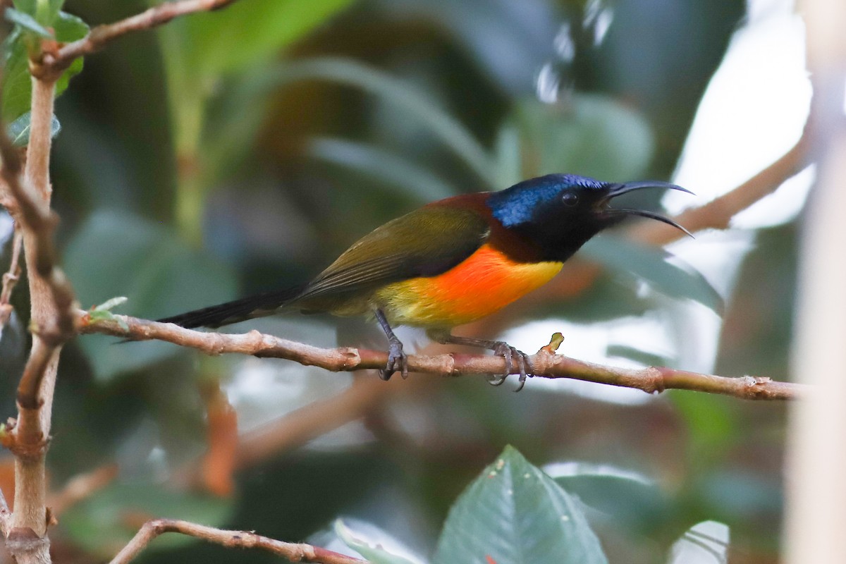 Green-tailed Sunbird (Doi Inthanon) - ML560051841