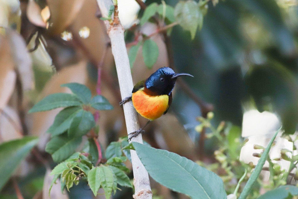 Green-tailed Sunbird (Doi Inthanon) - ML560051851