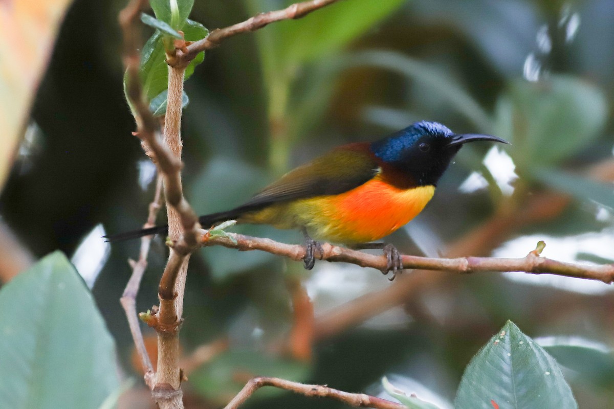 Green-tailed Sunbird (Doi Inthanon) - ML560051861